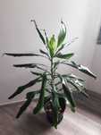 Dracena / Planta natural