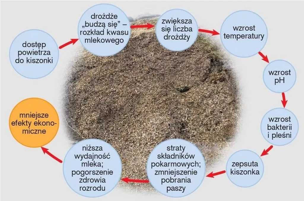 Zakiszacz preparat mikrobiologiczny MicroSile, 500 g=50 ton