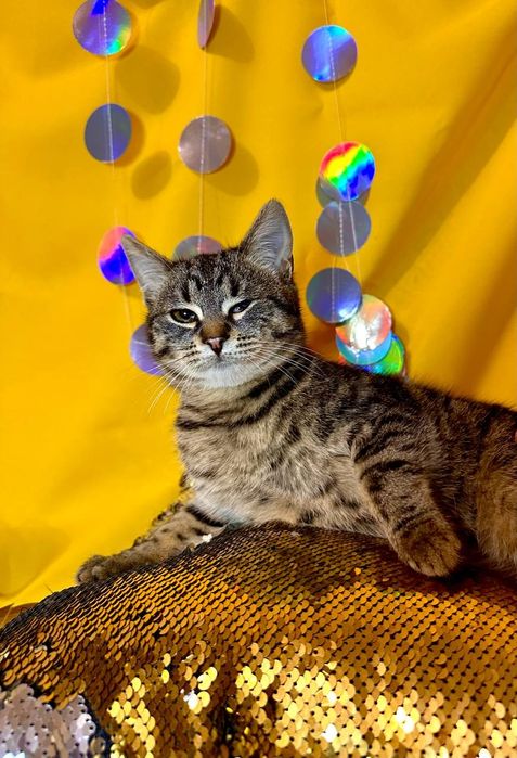 Кот котенок 5 месяцев без глаза