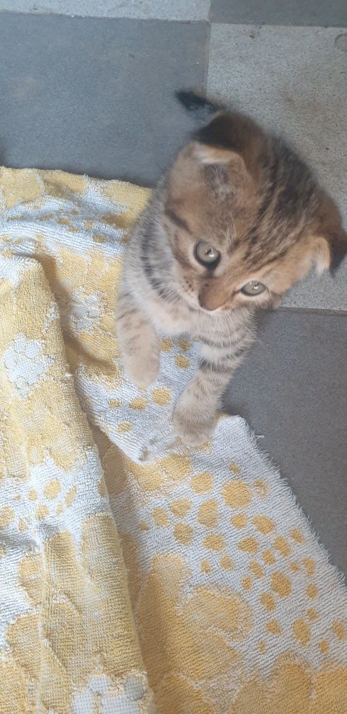 Шотландське висловухе кошеня