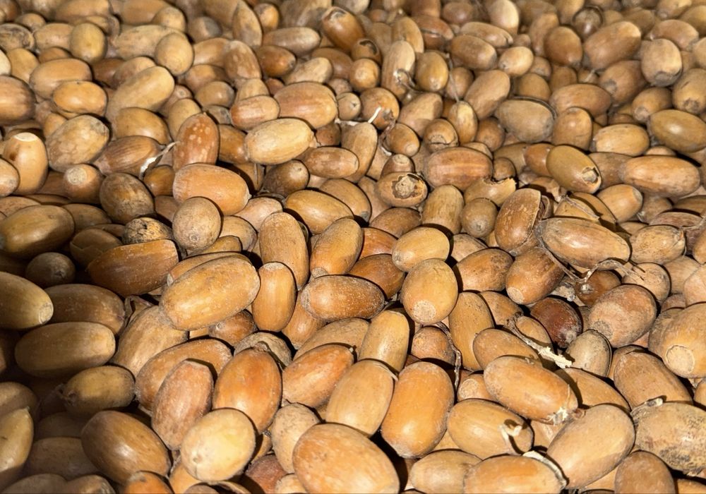 Żołędzie na pasze