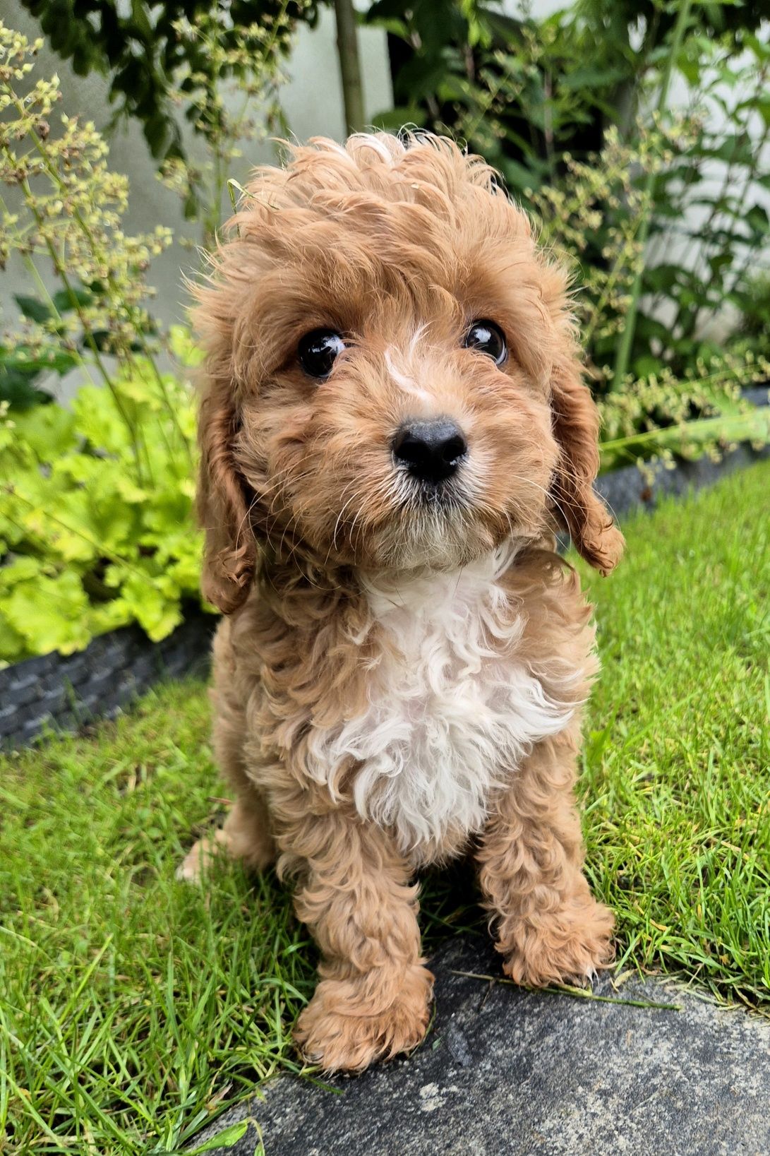 Cavapoo F1  Samczyk