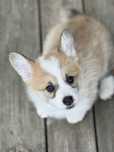 Suczka Welsh Corgi Pembroke
