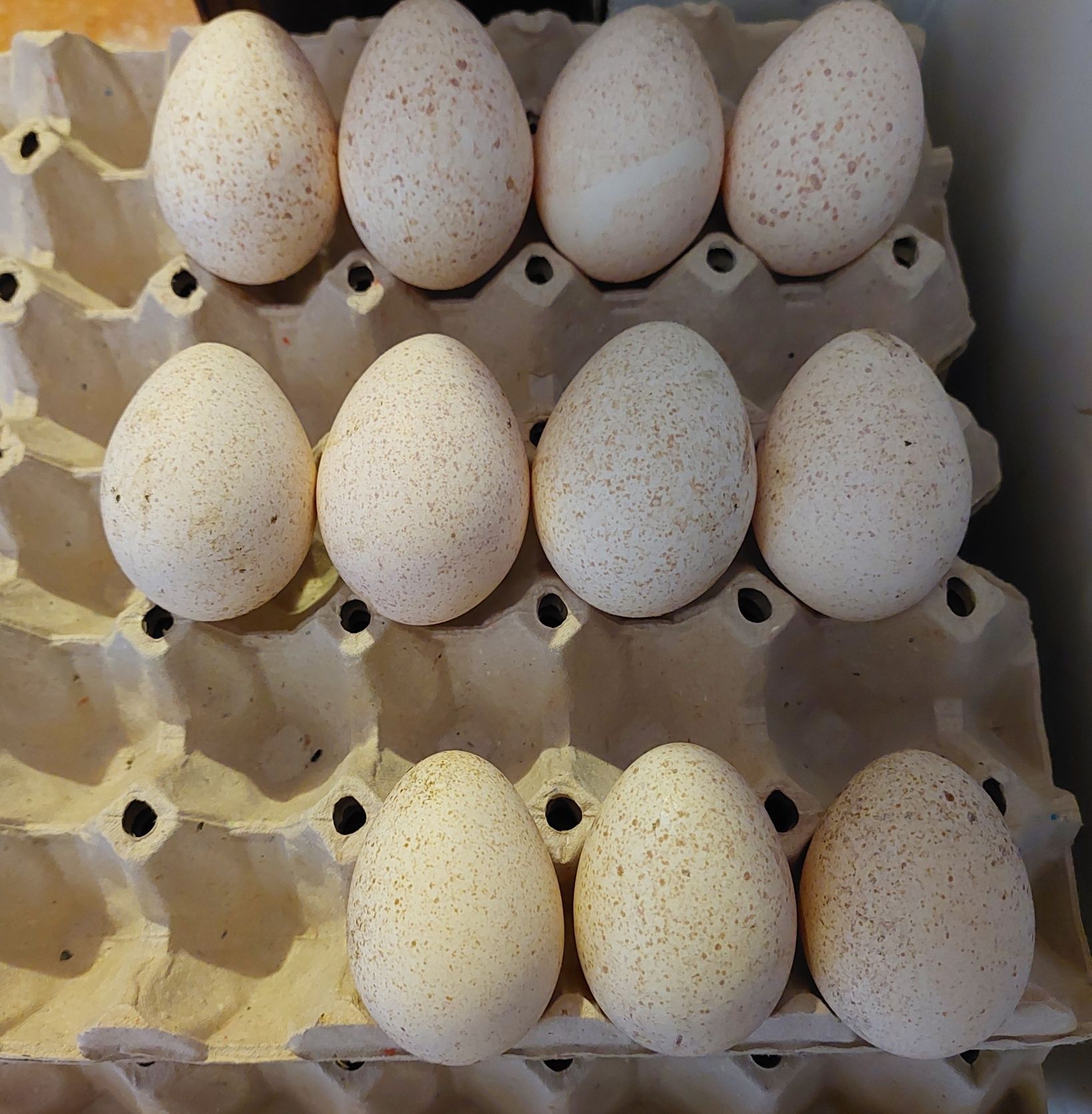 Jaja jajka lęgowe indyków indycze wysyłka