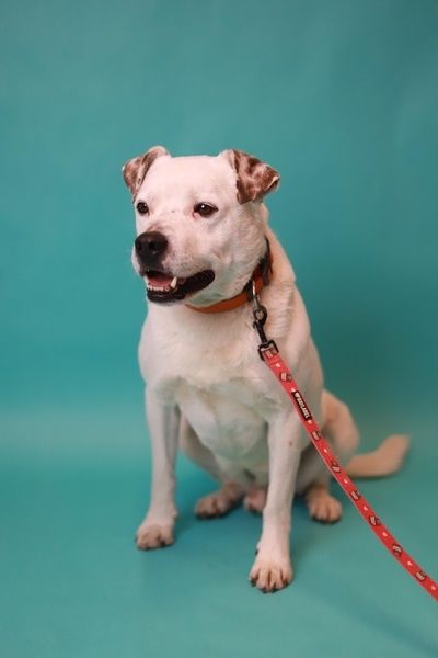 Spokojny, ułożony pies na medal czeka na adopcję