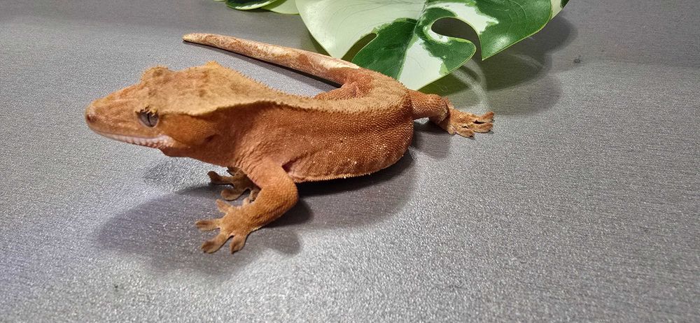 Gekon orzęsiony samiec red bi color