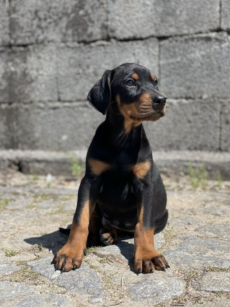 Dobermann / Doberman