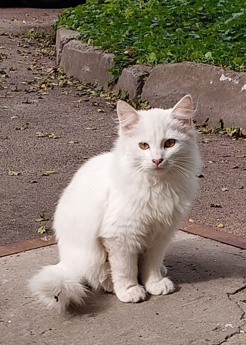 Біле пухнасте кошеня в добрі руки