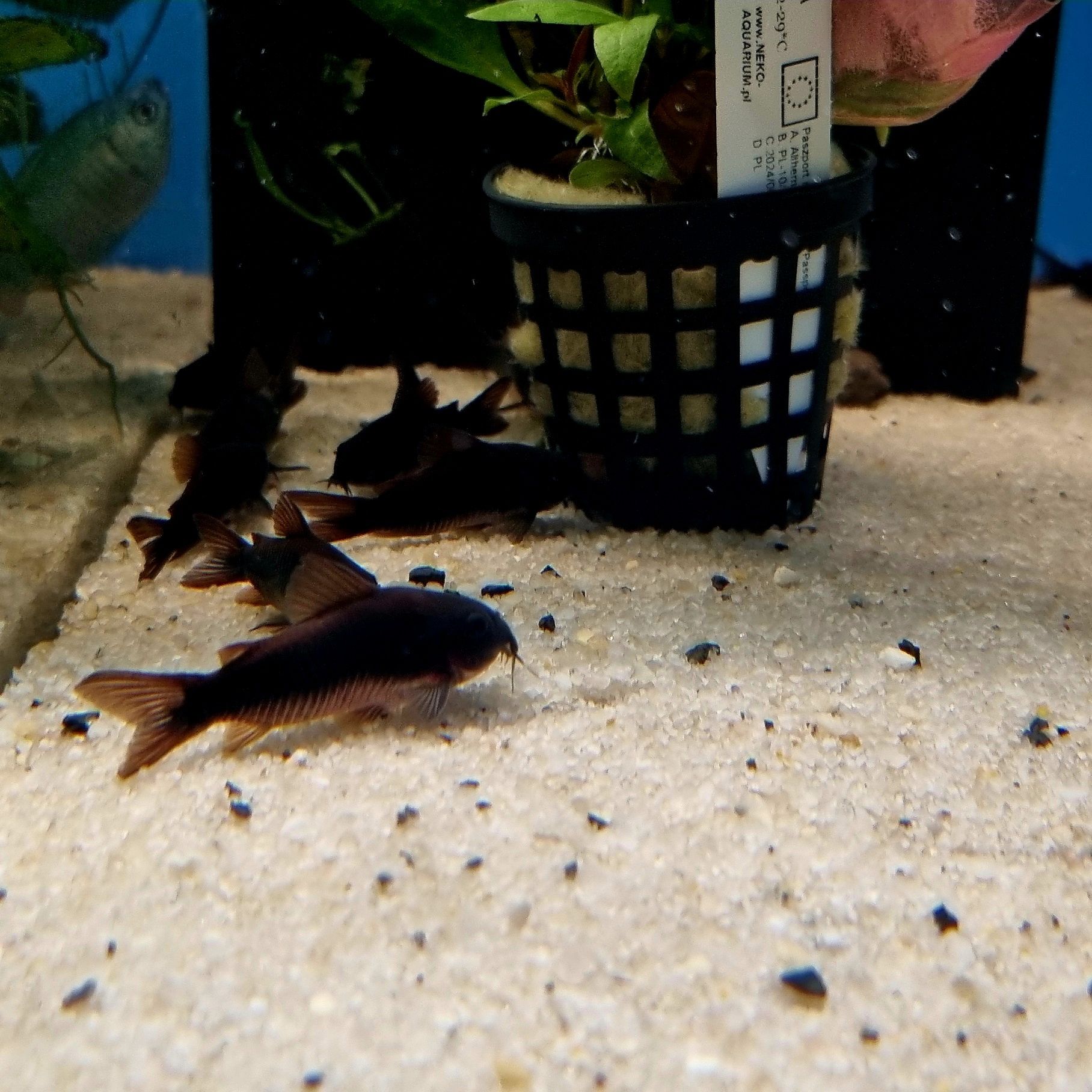 Kirysek czarny (corydoras black)