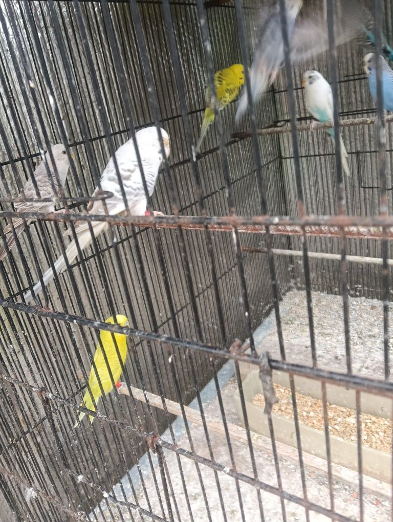 Vendo Piriquitos