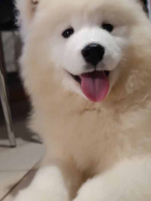 Samojed samoyed suczka FCI, badania DNA