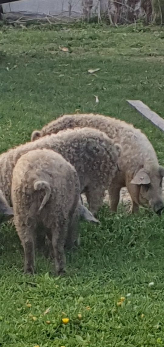 Schab Mangalica  wędzony tradycyjnie