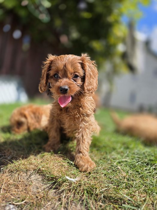 Cavapoo suczka f1