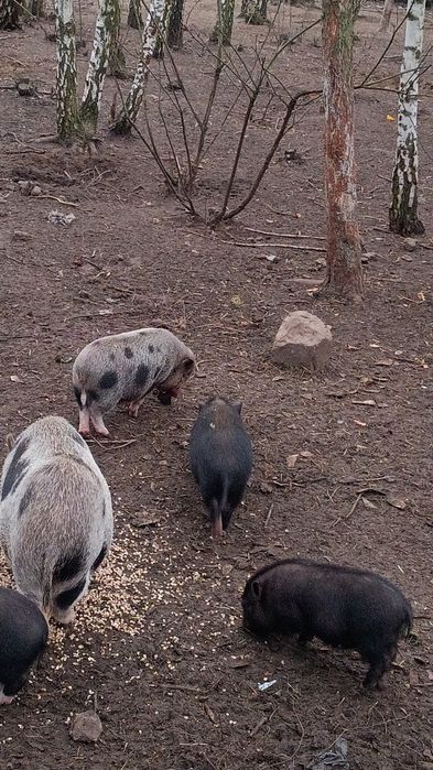 Świnie wietnamskie świnki knurki