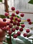 Hoja gracilis memoria