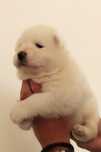 Samoyed piesek piękny