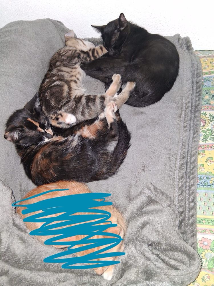 Gatinhos para adoção
