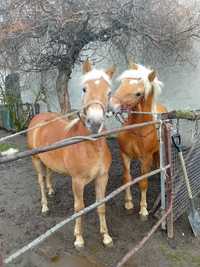 Sprzedam ogierki Haflinger