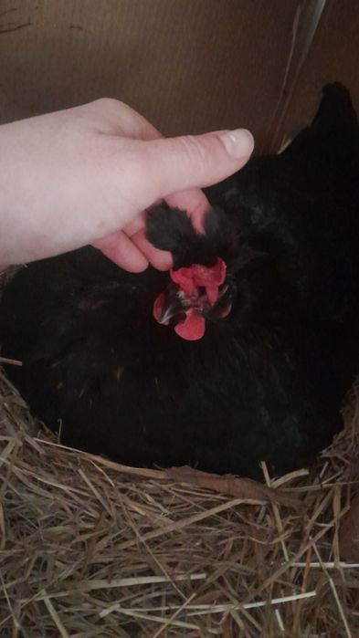 Garnisés fêmeas  sem raça defenida