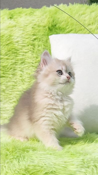 Британська дівчинка Голубе золото