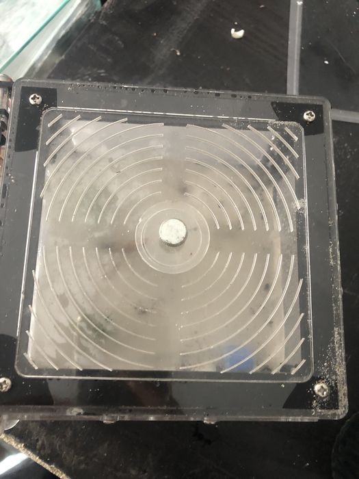 2 królowe canponotus nicobarencis czytac opis