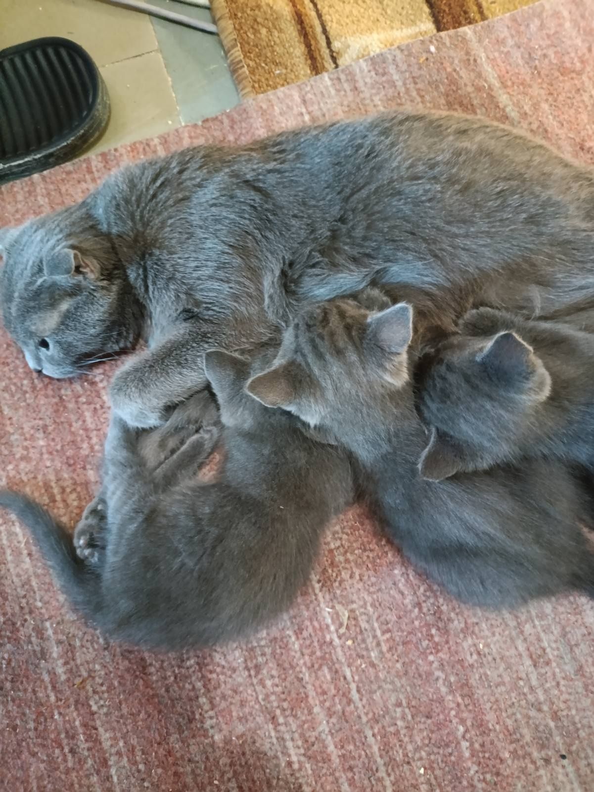 Продам котят вислоухие