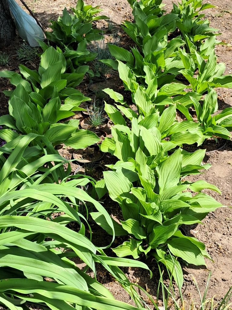 Funkia Hosta * bialo-zielone, zielona i żółto-zielone ,ładne sadzonki