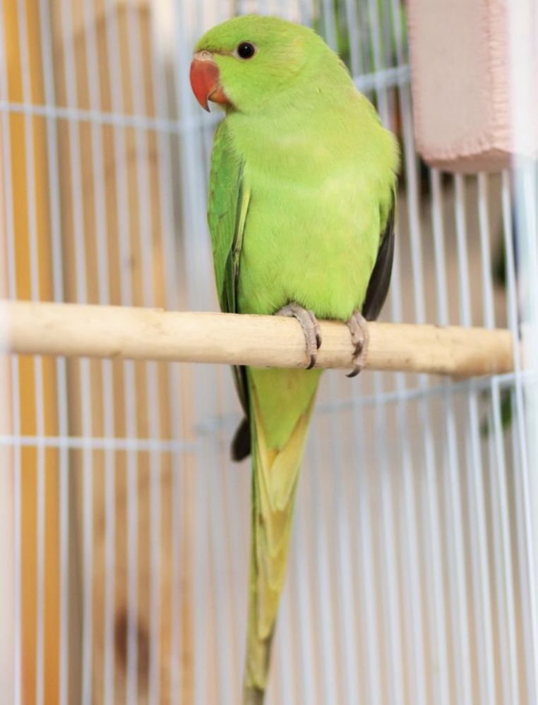 Ожереловые попугаи птенцы молоденькие выкормыши