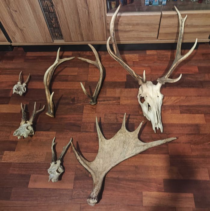 Poroże jeleń łoś