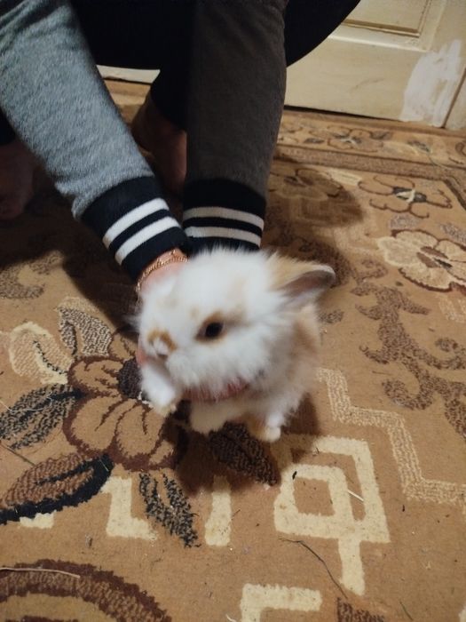 Декоративні кролики