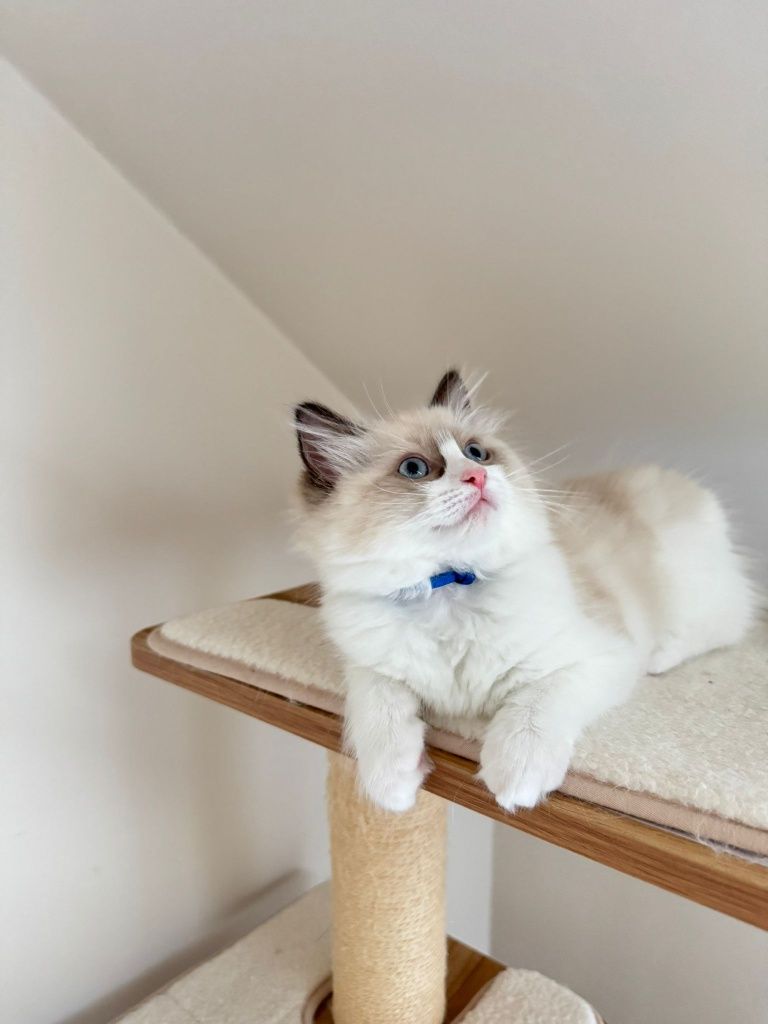 Kocurek Ragdoll - Gustavo
