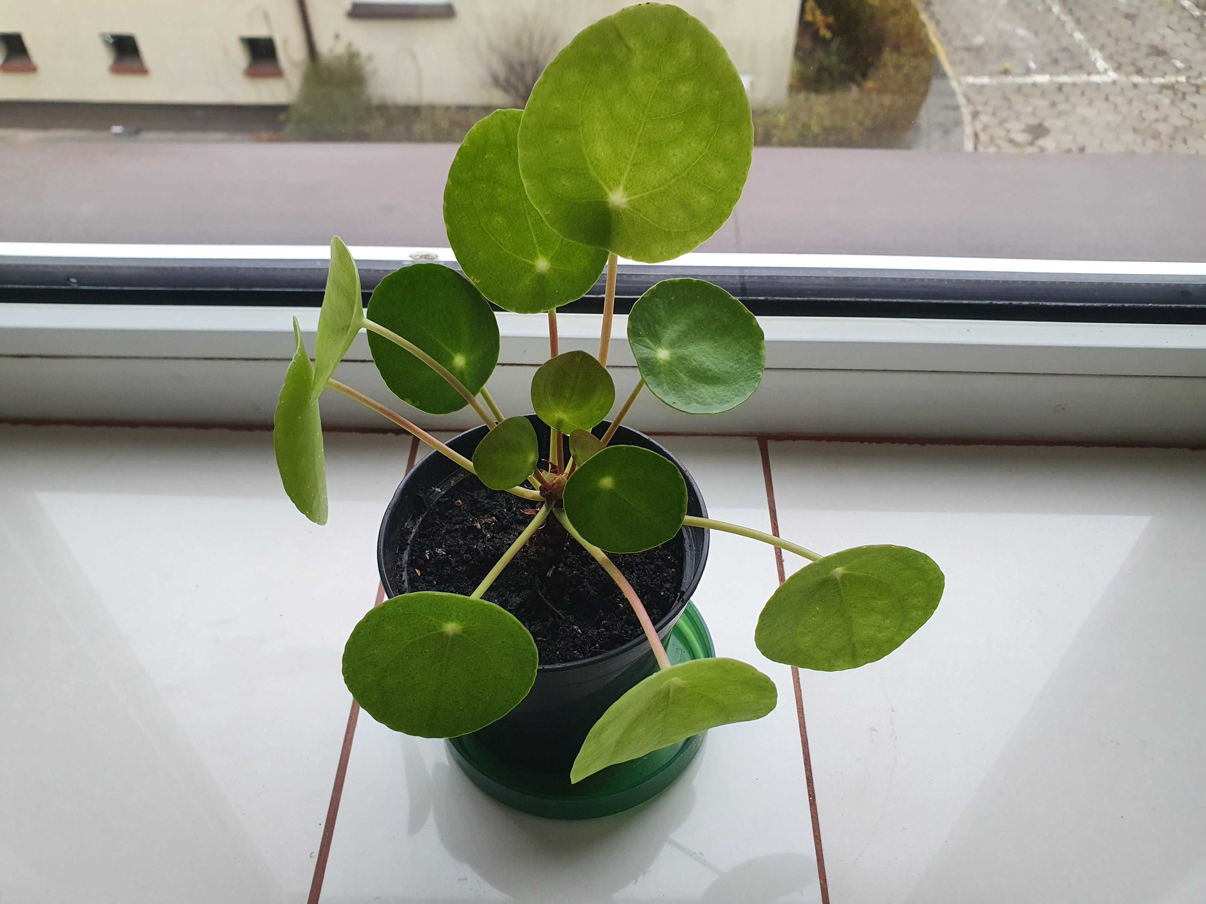 Pilea Peperomioides PIENIĄŻEK z doniczką roślinka sadzonki kwiatek