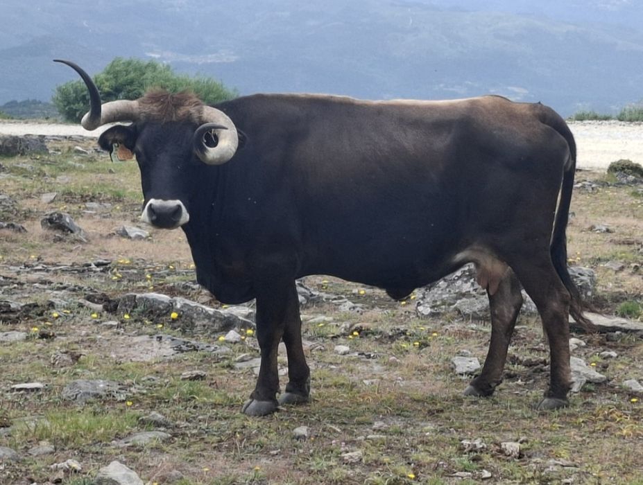 Vendo vaca maronesa