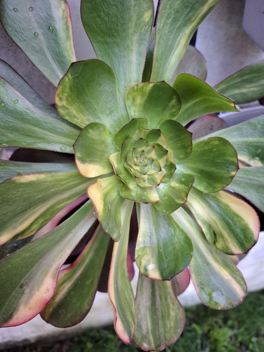 Plantas Suculentas raras de coleção