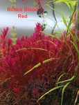 Planta para aquário Rotala Blood Red
