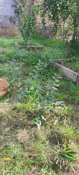 Продам китайский финик.