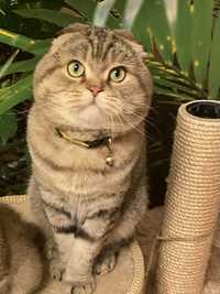 Вязка кошек котов котик кот на вислоухого шотландского кота