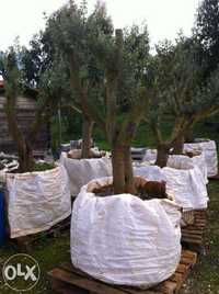 oliveiras jardim transporte domicilio