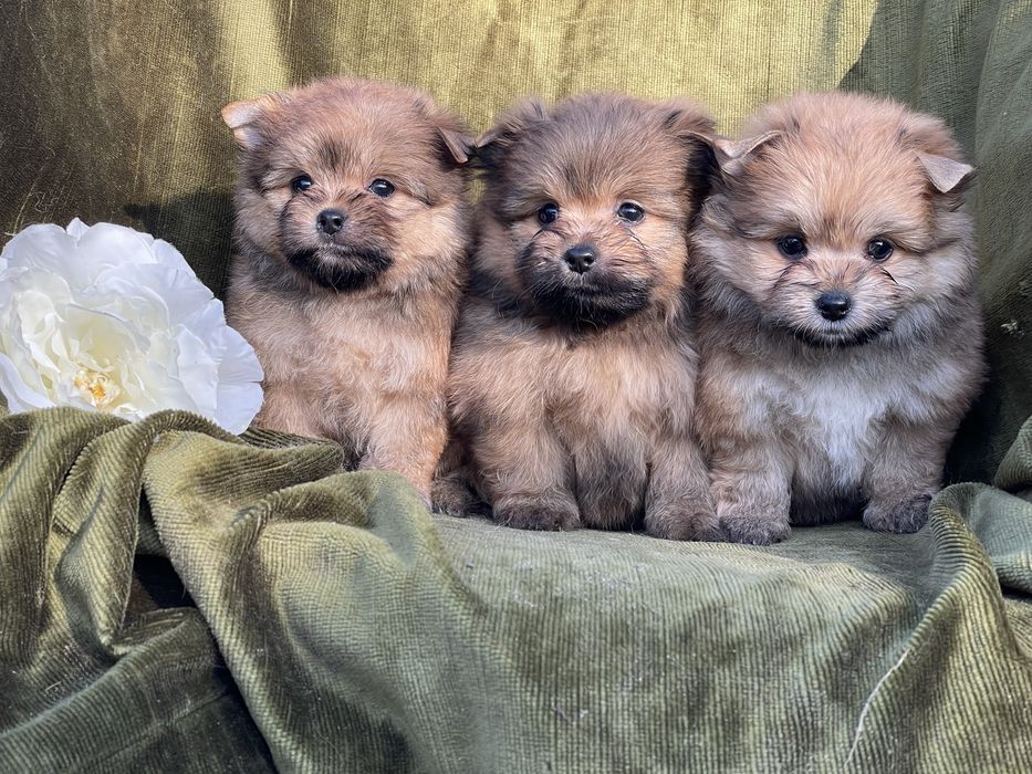 Дівчатка метис шпійорк