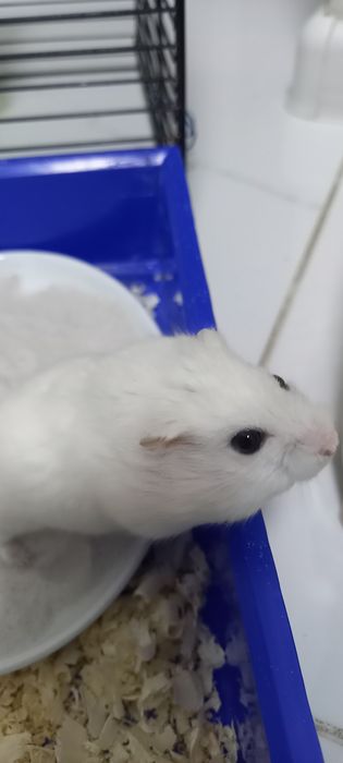 Джингарский хомячок,белоснежного окраса  10 месяцев