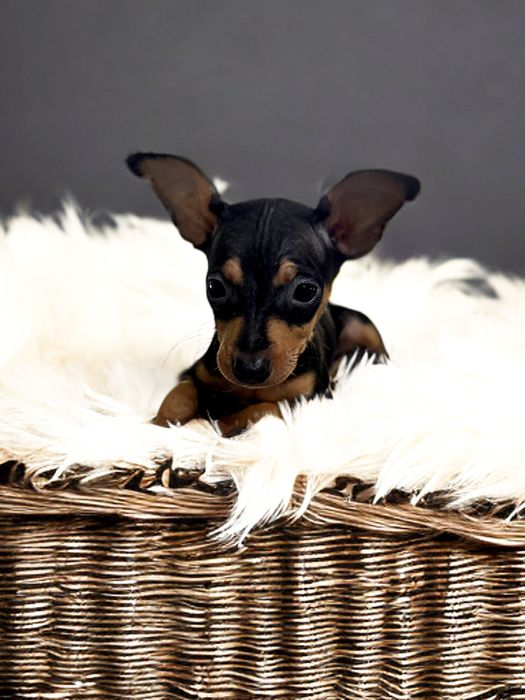 Suczka rasy Pinczer Miniaturowy