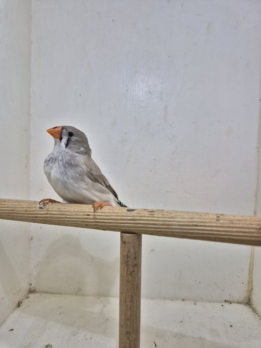 Sprzedam młodą zeberkę Samiczkę