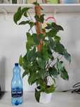 Syngonium emerald gem regres zdrowa silna roślina na paliiku zapraszam