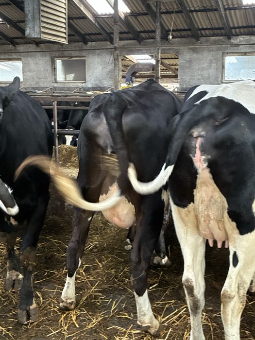 Jałówki wysokocielne