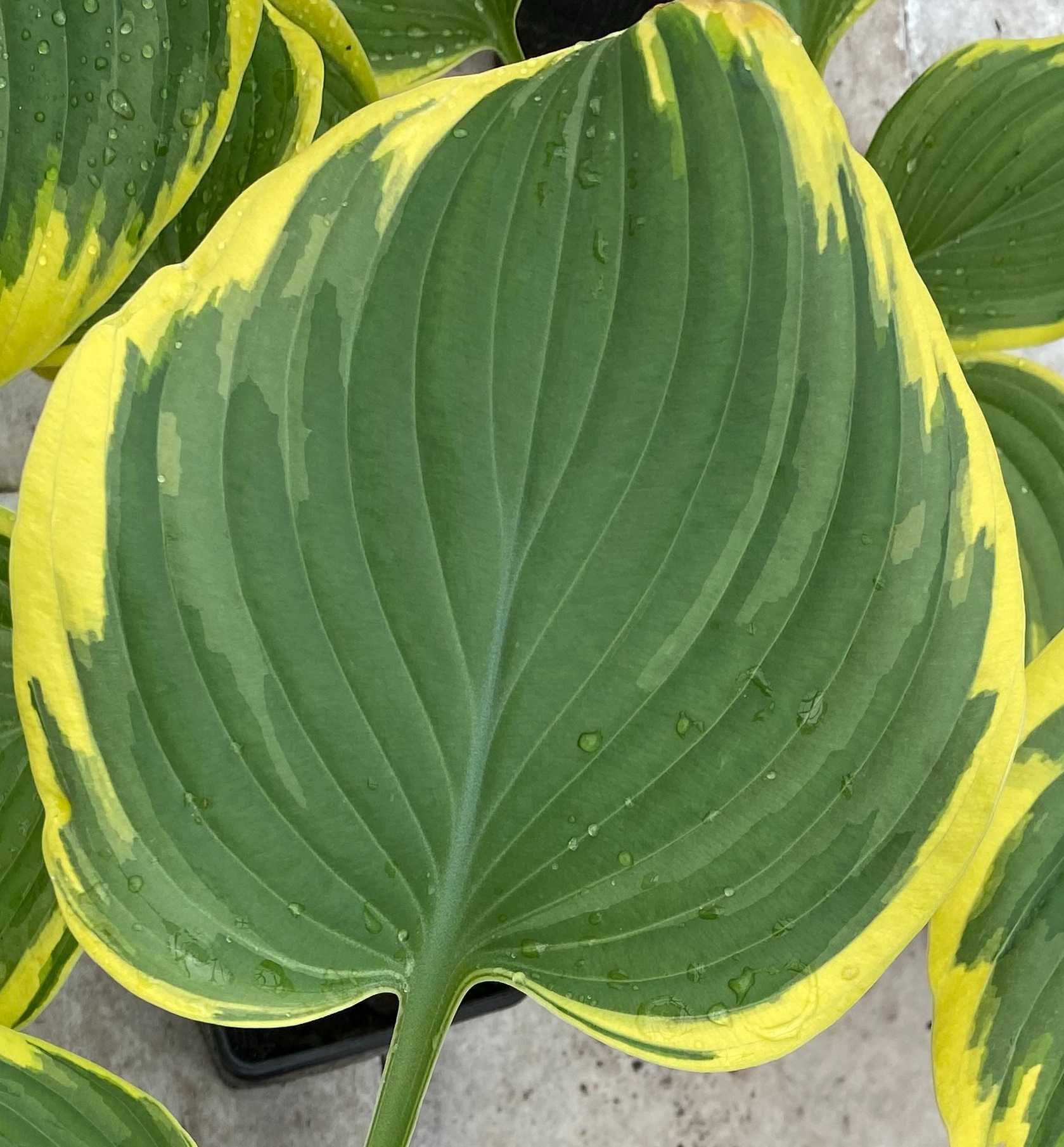 Hosta LIBERTY Piękne kolory