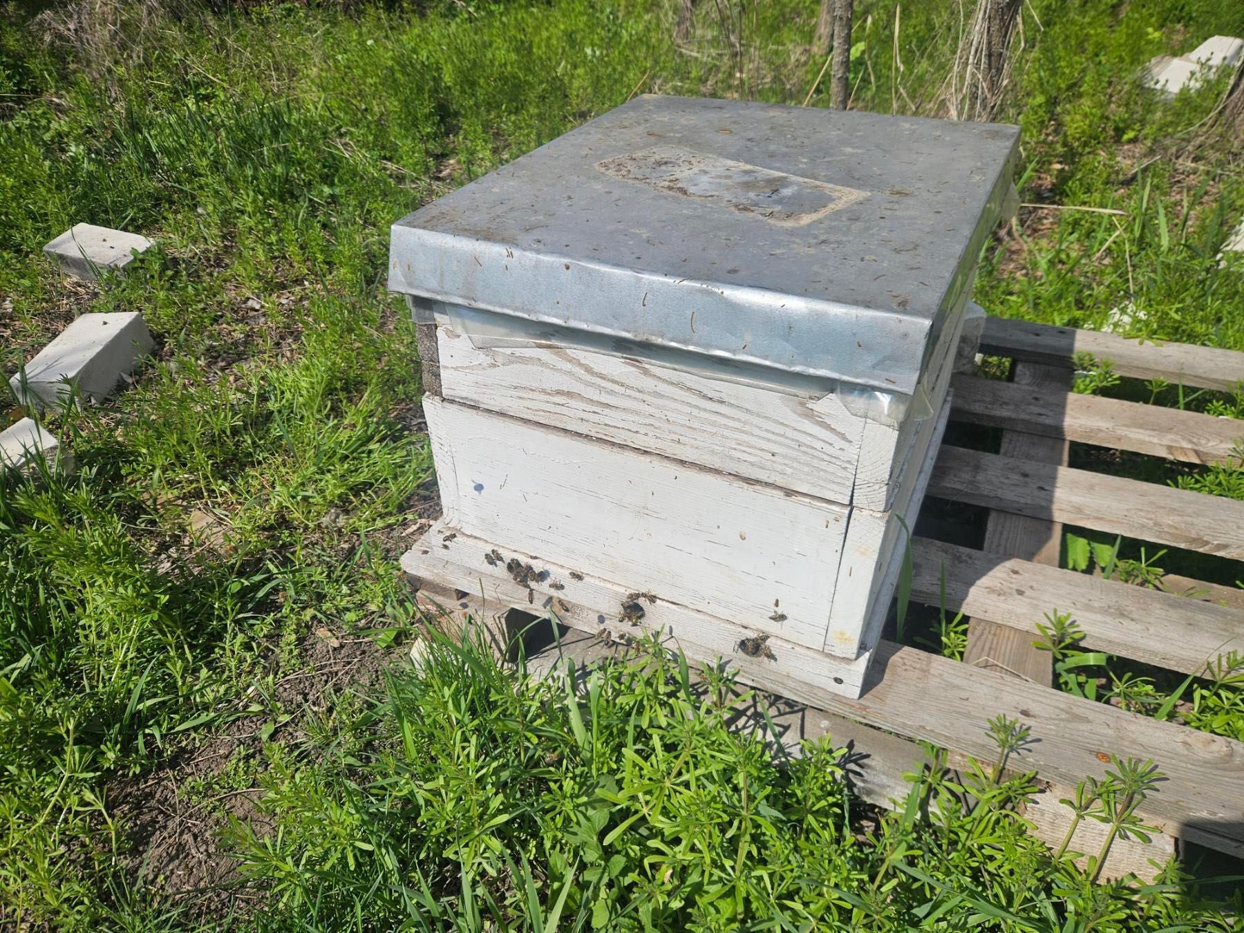 Продам пасіку. Хутор Глубиніха