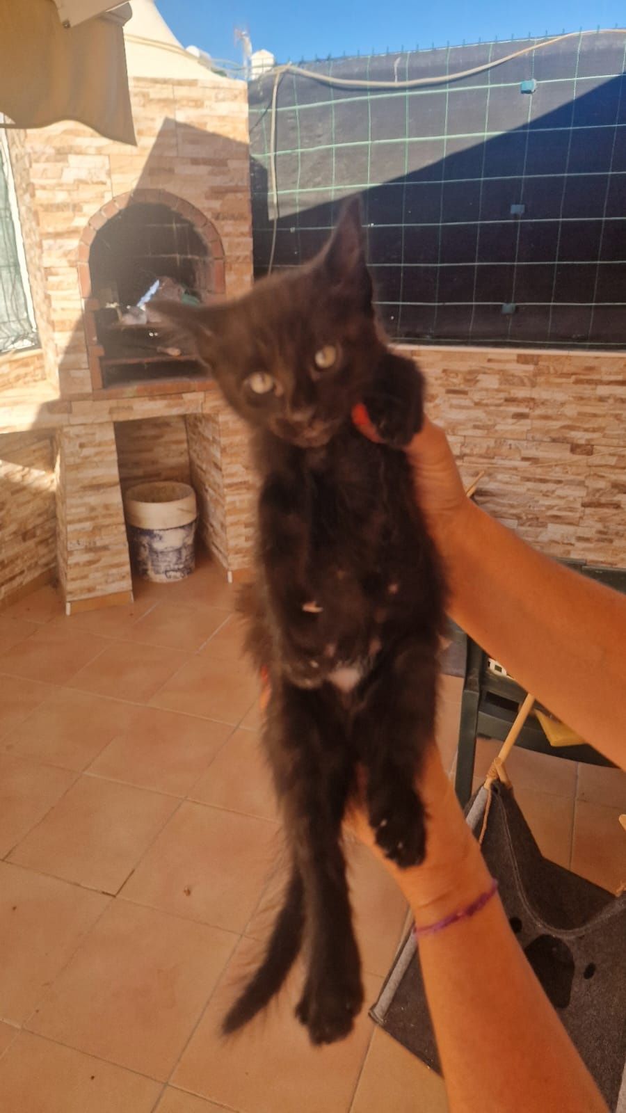 Adoção de gatinhos com 6 semanas