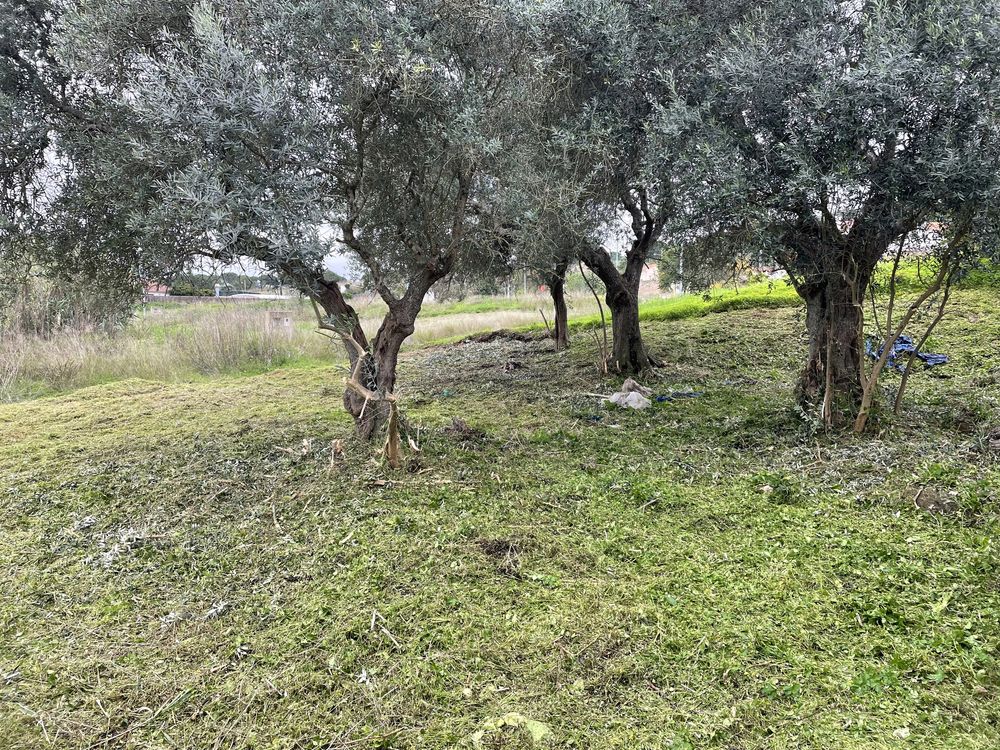 Limpeza de terrenos e corte de arvores e entre outras