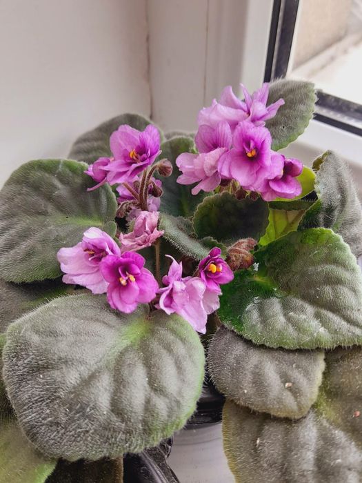 Фіалка ніжно фіолетова, рясно квітує.