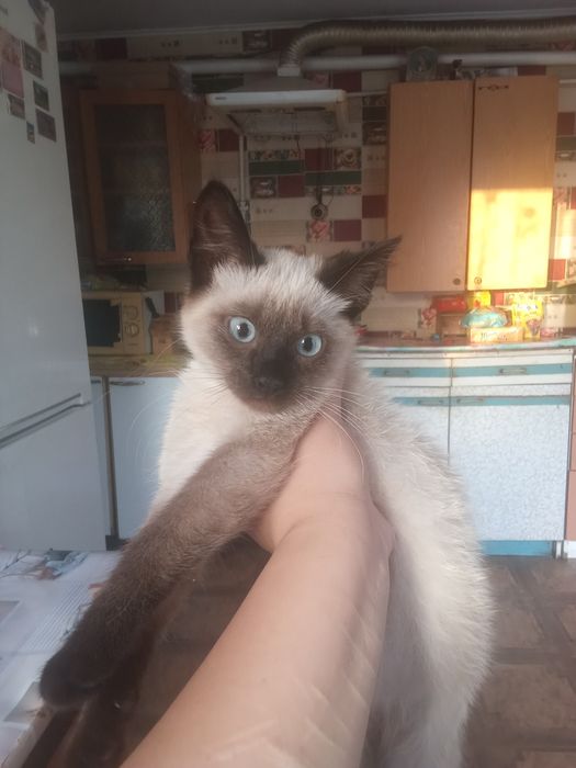 Пропал котік , допоможіть повернути улюбленця в сім'ю.